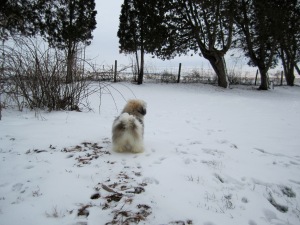 Our Wiggle-End Havanese w: her Cute Little Rump